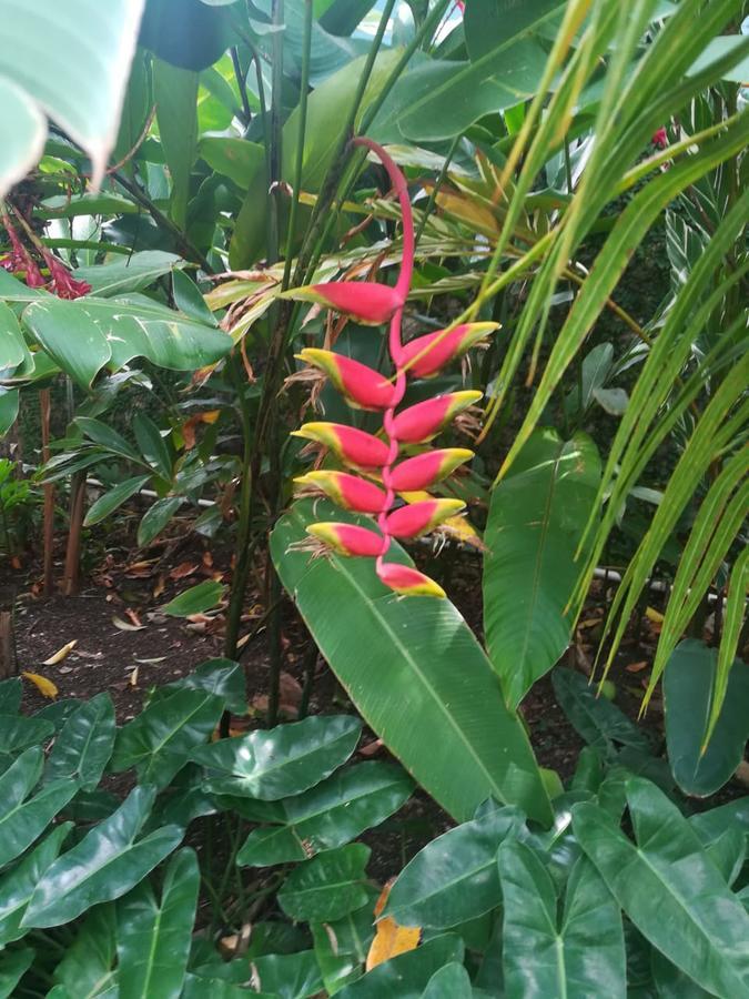 Villa Carolina Bed And Breakfast Puerto Plata Екстериор снимка